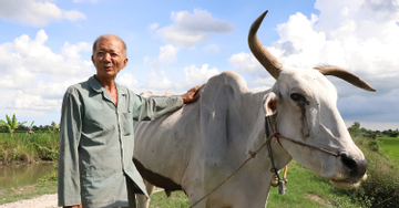 Lão nông miền Tây hơn 20 năm làm điều lạ lùng trả ơn trâu bò